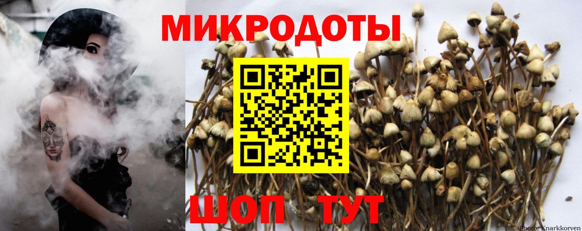 Галлюциногенные грибы Psilocybine cubensis Лесозаводск